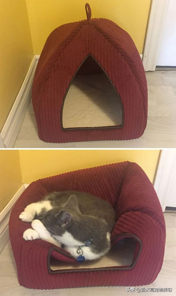 猫咪不喜欢猫窝的原因分析_猫窝不被猫咪喜欢原因_如何选择最适合猫咪的猫窝
