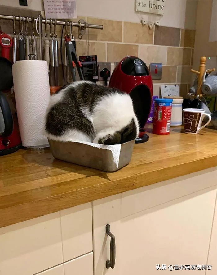 猫咪不喜欢猫窝的原因分析_猫窝不被猫咪喜欢原因_如何选择最适合猫咪的猫窝