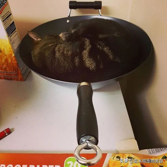 如何选择最适合猫咪的猫窝_猫咪不喜欢猫窝的原因分析_猫窝不被猫咪喜欢原因