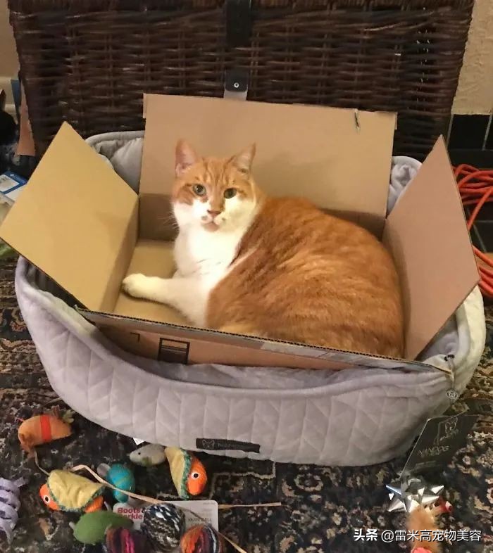猫窝不被猫咪喜欢原因_猫咪不喜欢猫窝的原因分析_如何选择最适合猫咪的猫窝