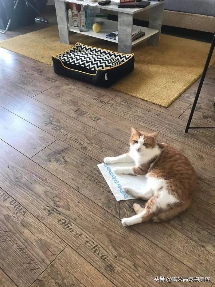 猫咪不喜欢猫窝的原因分析_如何选择最适合猫咪的猫窝_猫窝不被猫咪喜欢原因