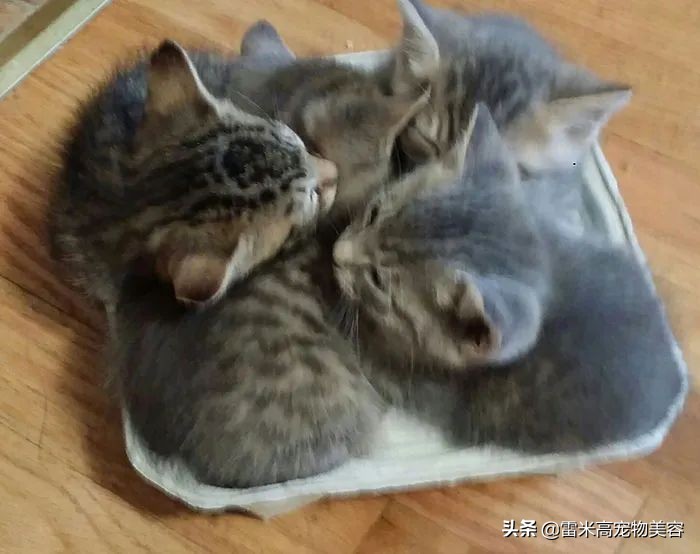 如何选择最适合猫咪的猫窝_猫窝不被猫咪喜欢原因_猫咪不喜欢猫窝的原因分析