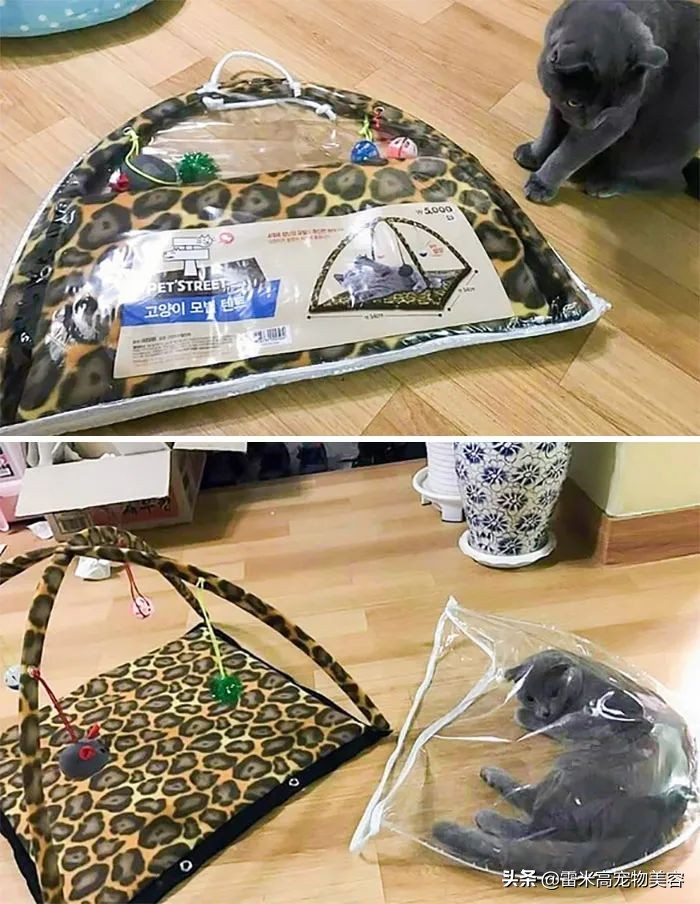 猫窝不被猫咪喜欢原因_如何选择最适合猫咪的猫窝_猫咪不喜欢猫窝的原因分析