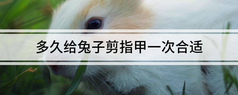 多久给兔子剪指甲一次合适-派特超人-宠物