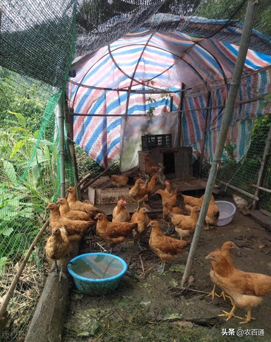 雨季养鸡科学管理要点-派特超人-宠物