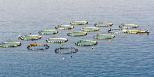 养鱼如何安全度过