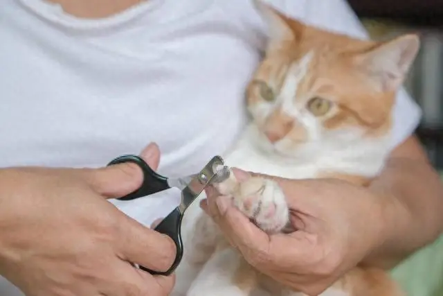 猫咪剪指甲原因_鸟类剪指甲的最佳频率_猫咪指甲修剪工具