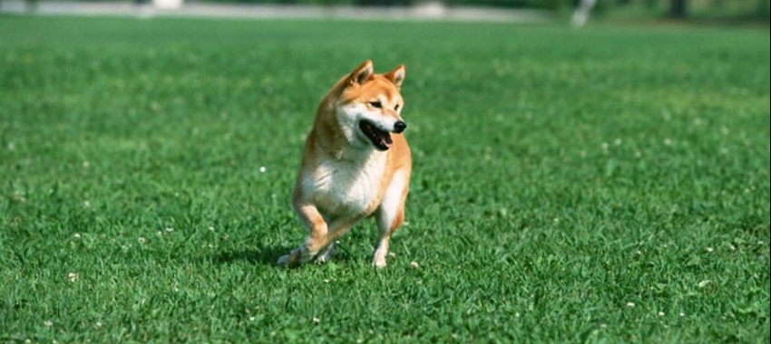 成都训犬基地