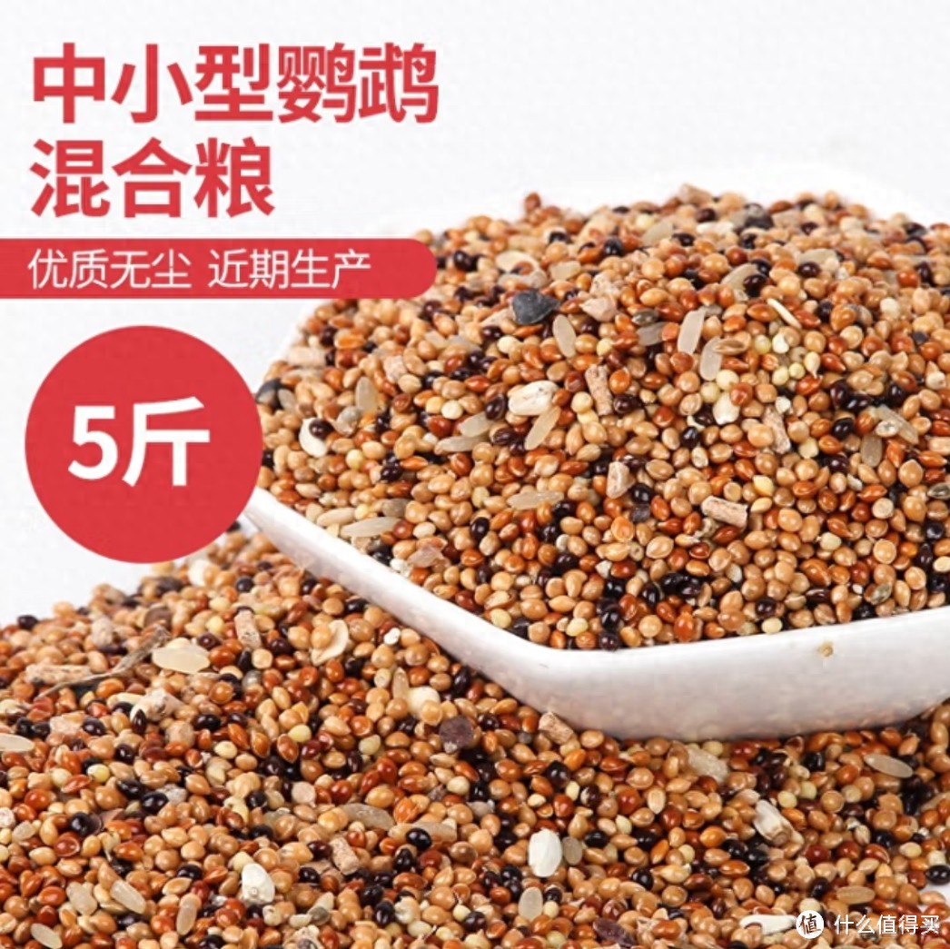 喂养玄凤鹦鹉的要点和注意事项-派特超人-宠物