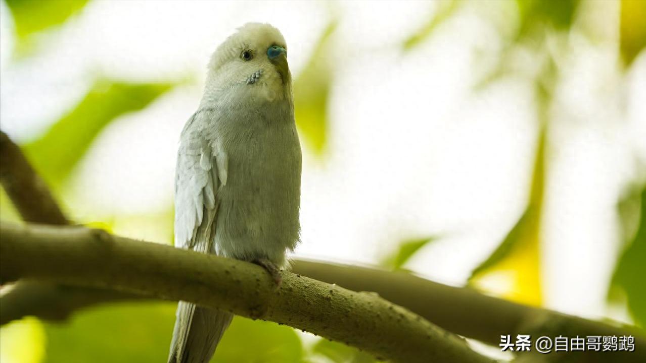 养鸟五年才明白:鸟笼清洁,这四件事真不能偷懒!-派特超人-宠物