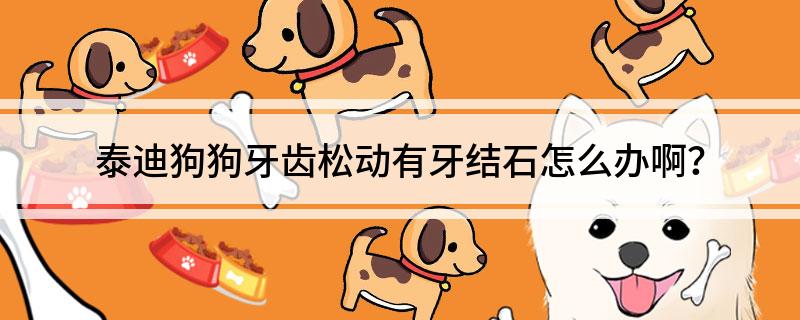 泰迪狗狗牙齿松动有牙结石怎么办啊?-派特超人-宠物