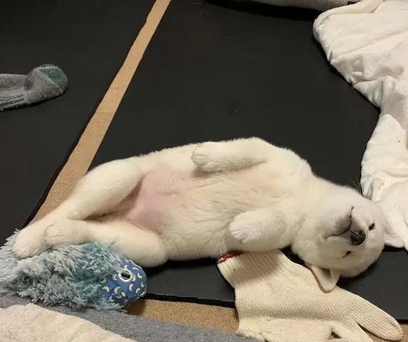 狗狗翻肚皮求关注_狗狗喜欢滚屎？行为问题和营养缺乏_狗狗发情期翻肚皮