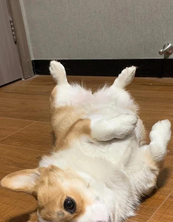 狗狗喜欢滚屎？行为问题和营养缺乏_狗狗发情期翻肚皮_狗狗翻肚皮求关注