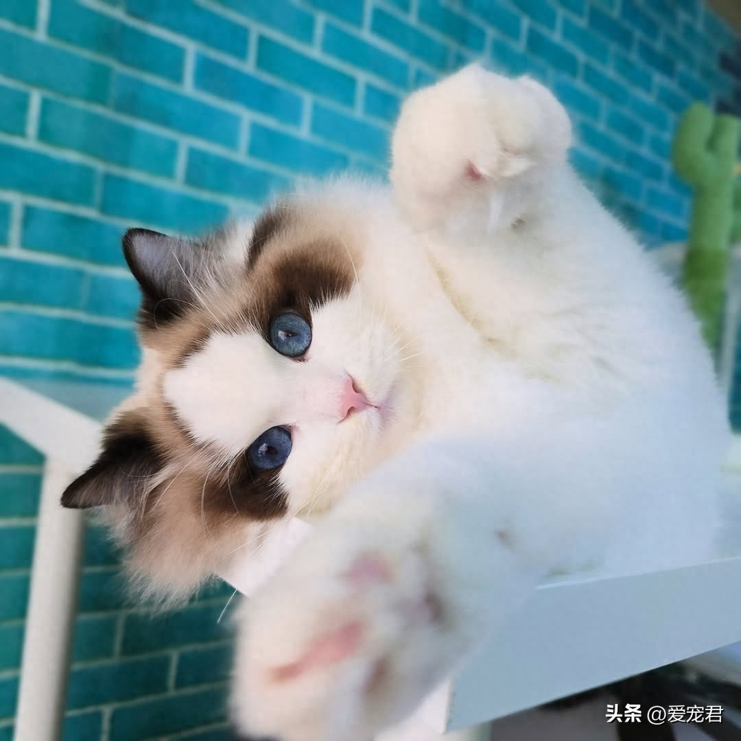 猫咪识破你出门计划的三大绝技!出门前该怎么跟猫咪搞好关系-派特超人-宠物