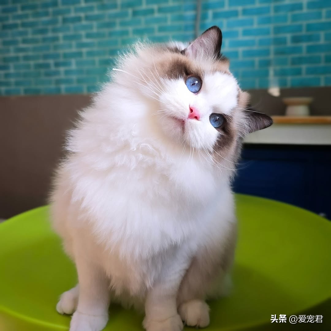 猫咪识破出门行为_出门前与猫咪关系处理_如何让猫咪不害怕出门