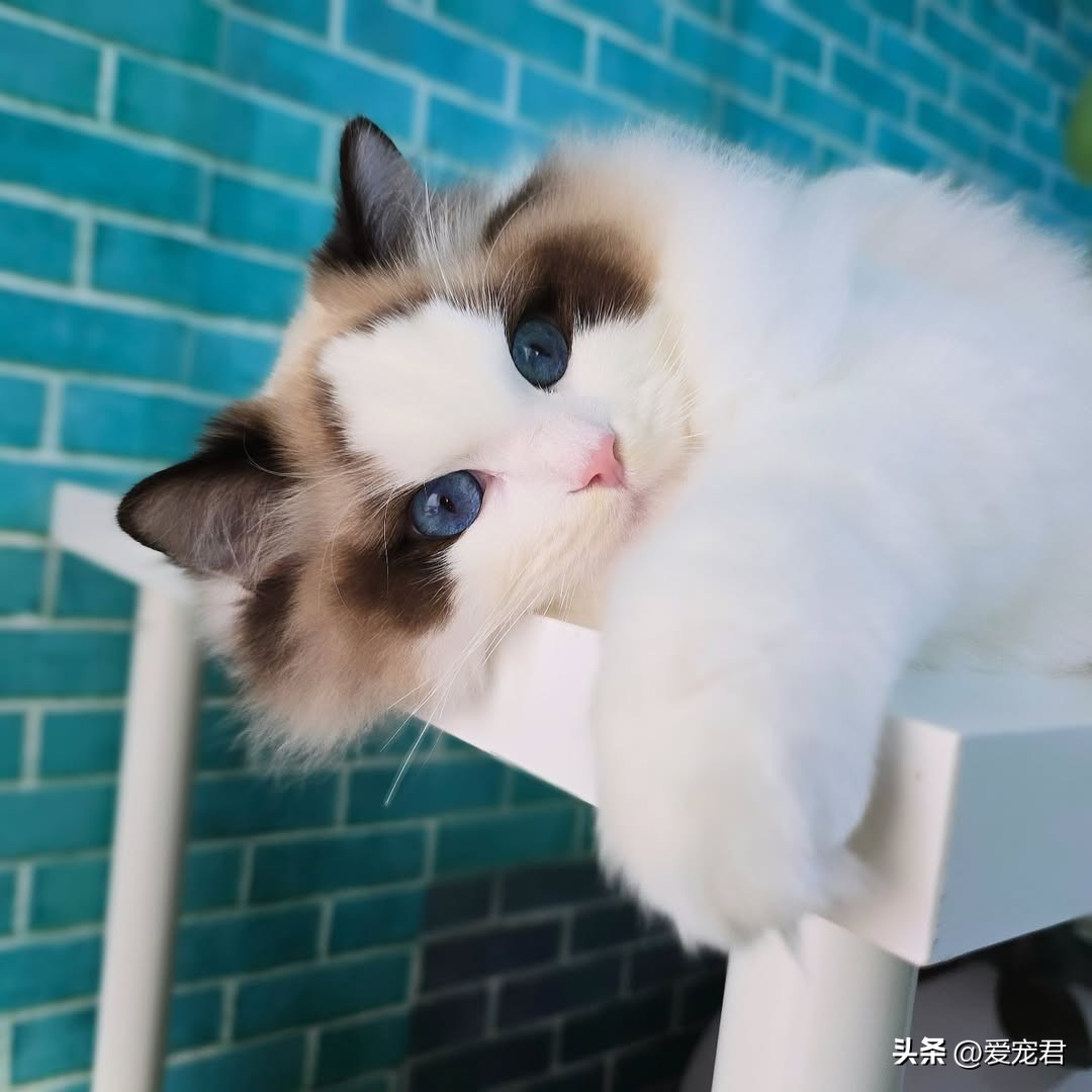 如何让猫咪不害怕出门_出门前与猫咪关系处理_猫咪识破出门行为