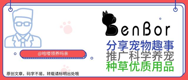 如何选择最适合猫咪的猫窝_猫咪适应猫包训练方法_猫咪猫包选择技巧