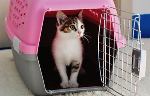 猫咪适应猫包训练方法_猫咪猫包选择技巧_如何选择最适合猫咪的猫窝
