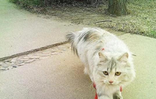 猫咪遛弯好处_如何让猫咪不害怕出门_室内猫活动需求