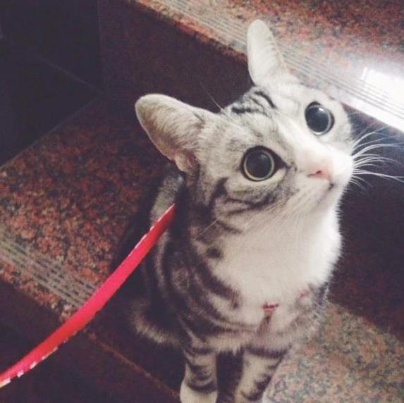 猫咪遛弯好处_如何让猫咪不害怕出门_室内猫活动需求