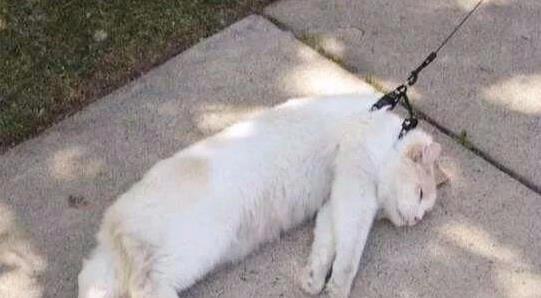 室内猫活动需求_猫咪遛弯好处_如何让猫咪不害怕出门
