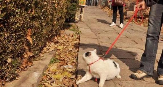 室内猫活动需求_猫咪遛弯好处_如何让猫咪不害怕出门