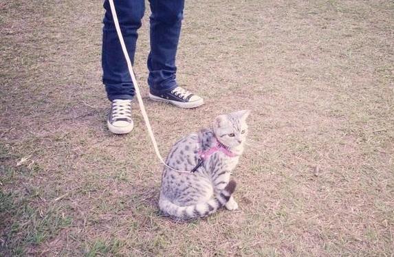 如何让猫咪不害怕出门_猫咪遛弯好处_室内猫活动需求