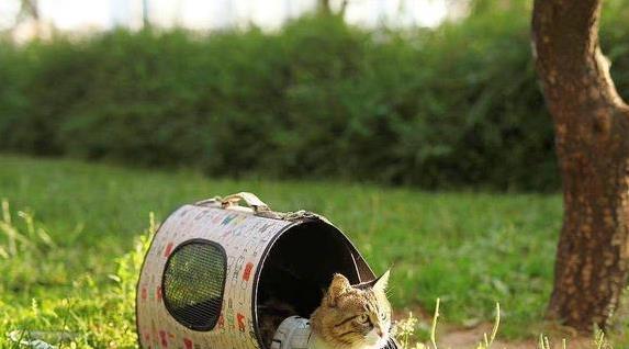 猫咪遛弯好处_室内猫活动需求_如何让猫咪不害怕出门