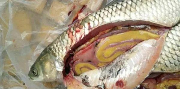 鱼类黄脂症危害及防控_鱼体色突然变淡的潜在原因_水生动物黄脂症成因