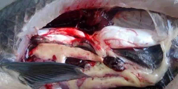 鱼体色突然变淡的潜在原因_水生动物黄脂症成因_鱼类黄脂症危害及防控