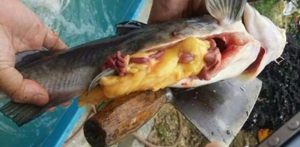 鱼类黄脂症危害及防控_水生动物黄脂症成因_鱼体色突然变淡的潜在原因
