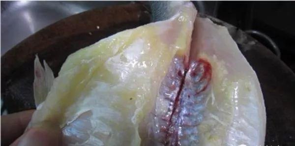 鱼体色突然变淡的潜在原因_鱼类黄脂症危害及防控_水生动物黄脂症成因