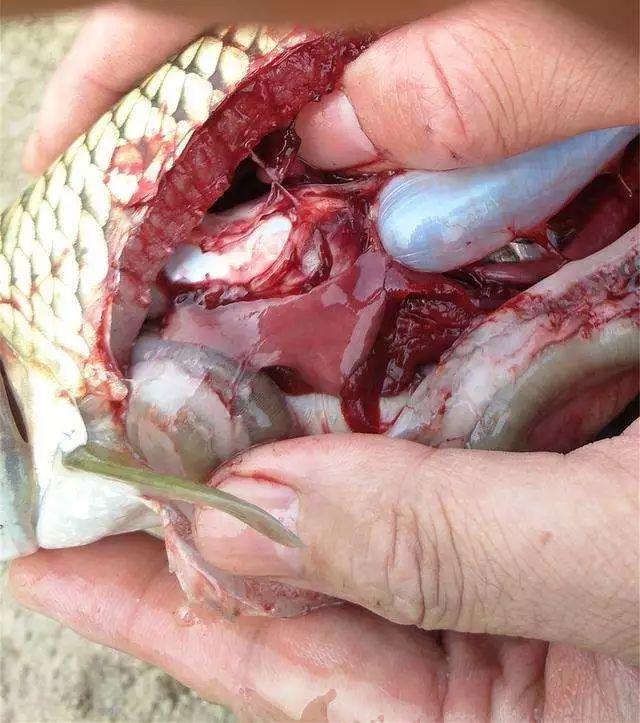 鱼体色突然变淡的潜在原因_水生动物黄脂症成因_鱼类黄脂症危害及防控