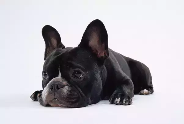 新手养狗十个注意事项!-派特超人-宠物