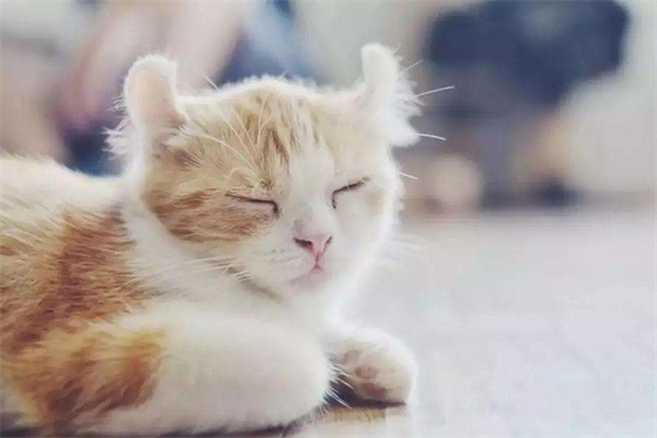 10种常见的犬类美容错误及避免 ***-派特超人-宠物