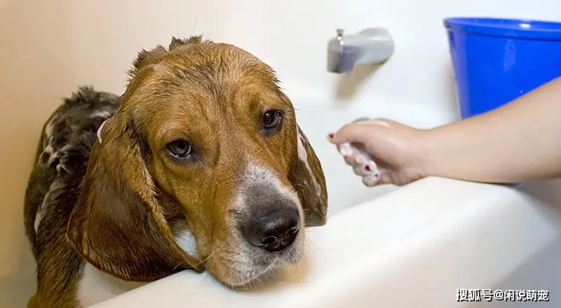 狗狗讨厌洗澡怎么办?用这4招,每招都能让它乖乖听话洗澡!-派特超人-宠物