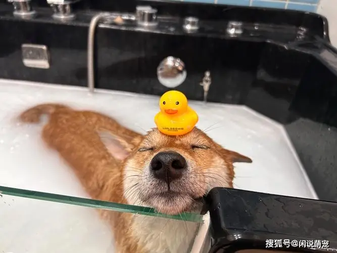 如何让狗狗喜欢洗护后的奖励_狗狗洗澡奖励方法_狗狗洗澡抗拒怎么办