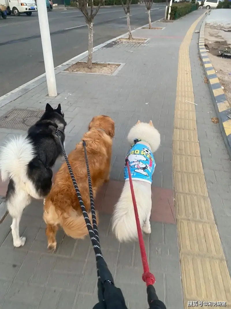 狗狗洗澡奖励方法_如何让狗狗喜欢洗护后的奖励_狗狗洗澡抗拒怎么办