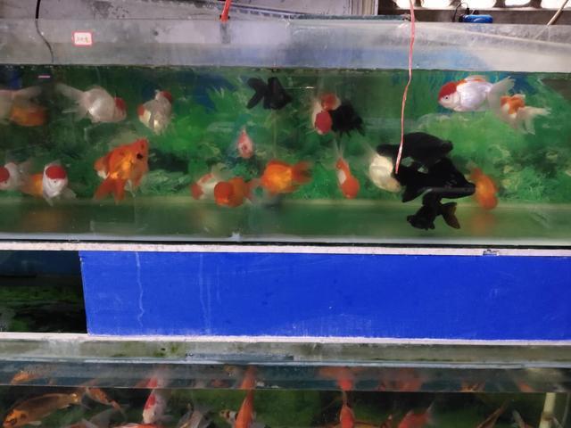 七彩神仙鱼体色变化处理_观赏鱼体色变化原因_鱼体色突然变淡的潜在原因