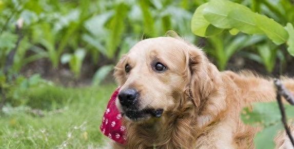 金毛扑泥巴成“泥怪”，5个原因揭秘，你家狗也这样？-派特超人-宠物