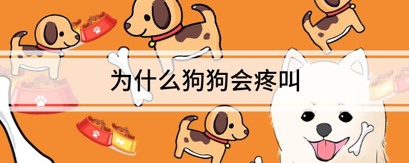 为什么狗狗会疼叫-派特超人-宠物