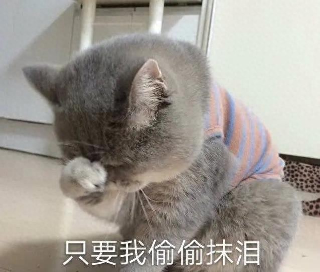 猫咪盯着你不放，它在怕啥？你一个小动作，可能让它心碎-派特超人-宠物