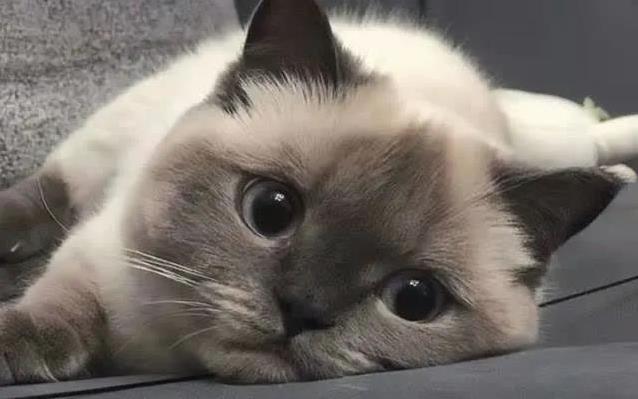 猫咪心理抛弃行为_如何让猫咪不害怕出门_猫咪焦虑与行为问题