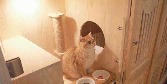 猫咪心理抛弃行为_如何让猫咪不害怕出门_猫咪焦虑与行为问题
