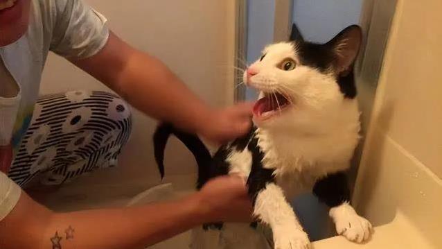 猫咪心理抛弃行为_如何让猫咪不害怕出门_猫咪焦虑与行为问题