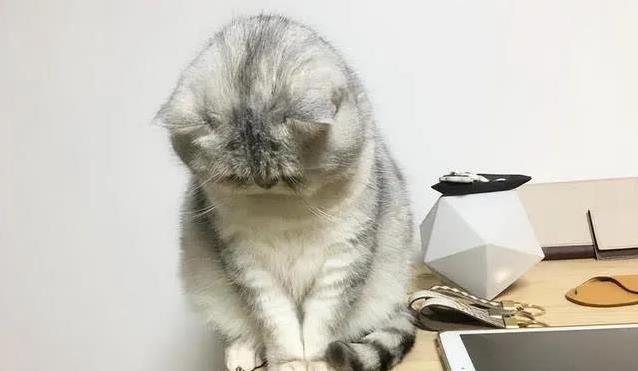 如何让猫咪不害怕出门_猫咪心理抛弃行为_猫咪焦虑与行为问题