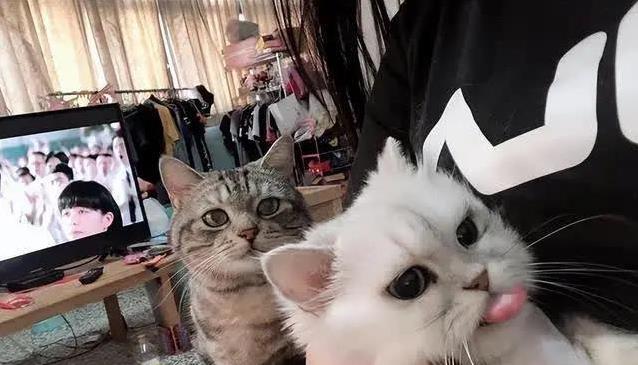 猫咪心理抛弃行为_如何让猫咪不害怕出门_猫咪焦虑与行为问题