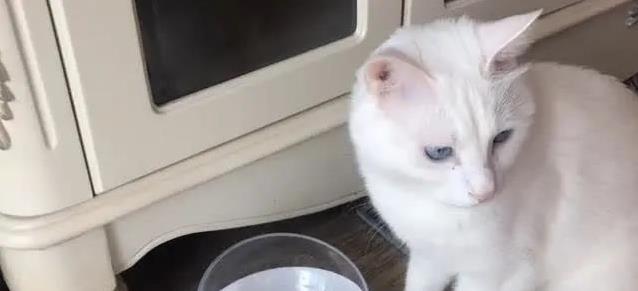 如何让猫咪不害怕出门_猫咪心理抛弃行为_猫咪焦虑与行为问题