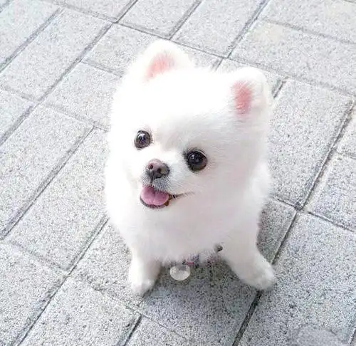 季节性换毛期的护理要点_博美犬毛发护理方法_博美犬换毛期护理