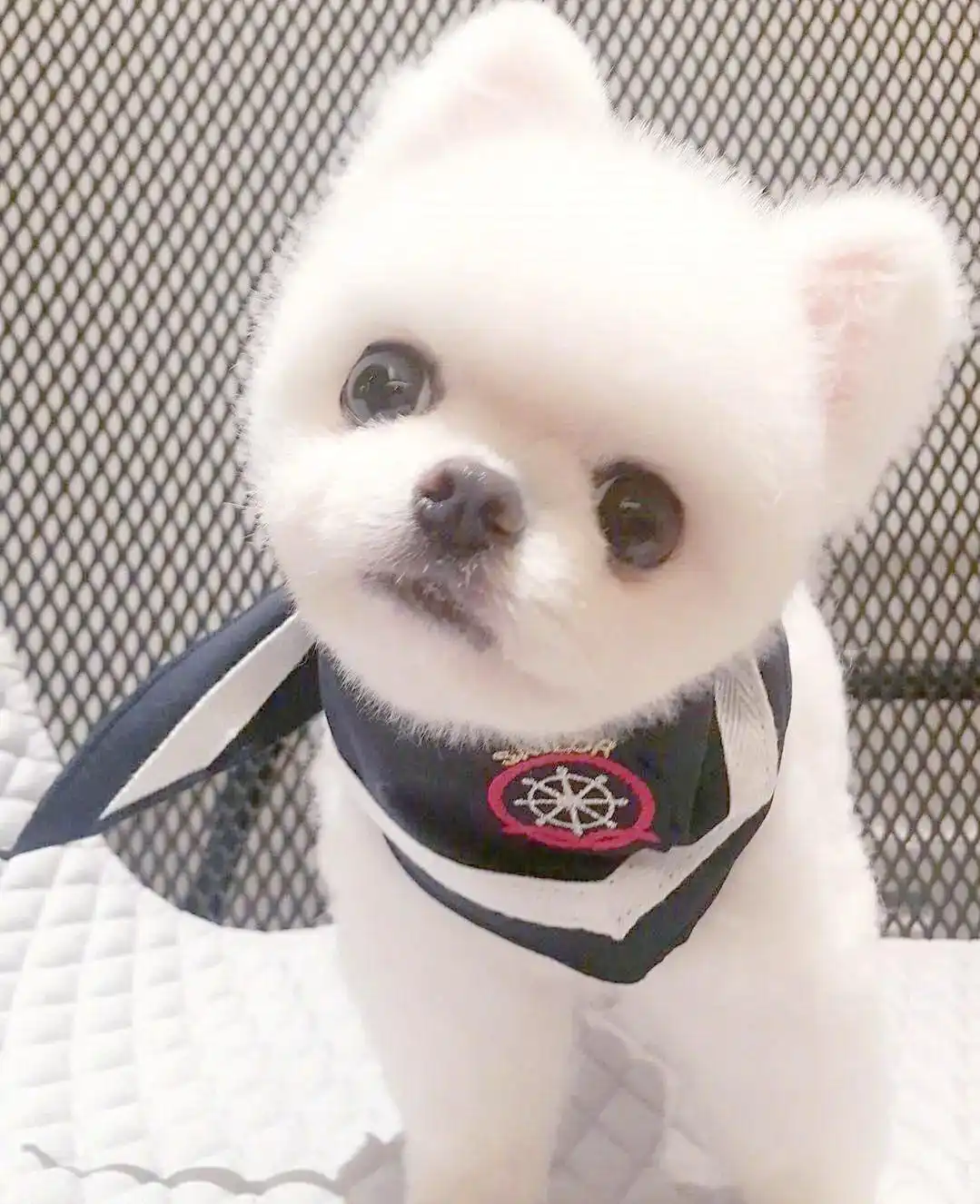 博美犬毛发护理方法_季节性换毛期的护理要点_博美犬换毛期护理
